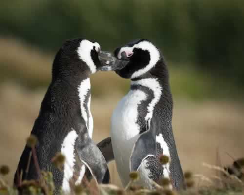 表白被拒后如何重新吸引他 - 顾觅佳偶婚恋网