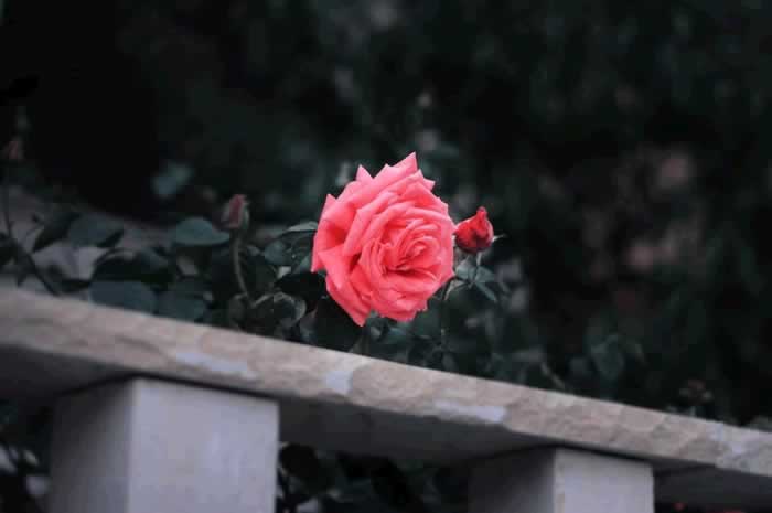 三个表现说明男人不爱你了｜情感挽回实用指南(图6)