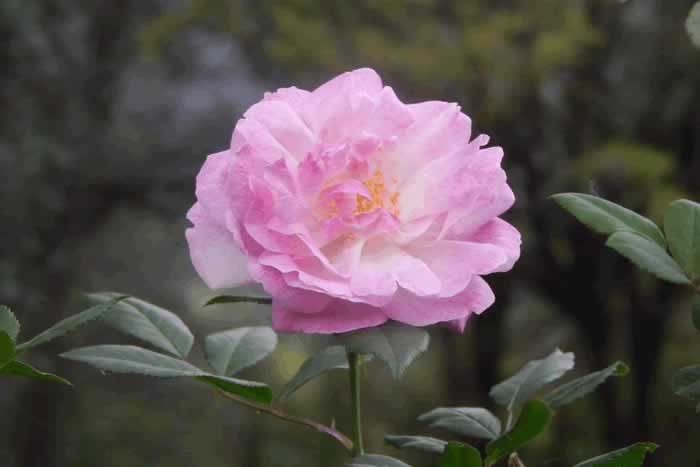 抓住男人心的秘诀｜半糖主义实用指南(图2)