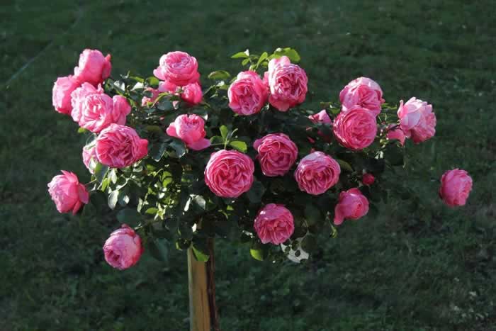 抓住男人心的秘诀｜半糖主义实用指南(图3)