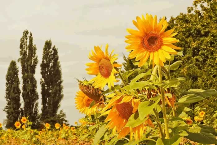 女人思念到极致，是藏不住的｜情感表达全攻略(图6)