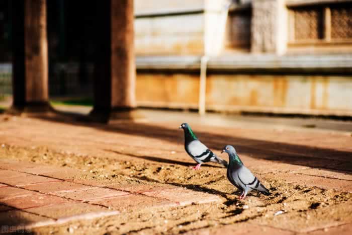 害怕失去所以回避｜回避型依恋者的情感困境与突破指南(图1)