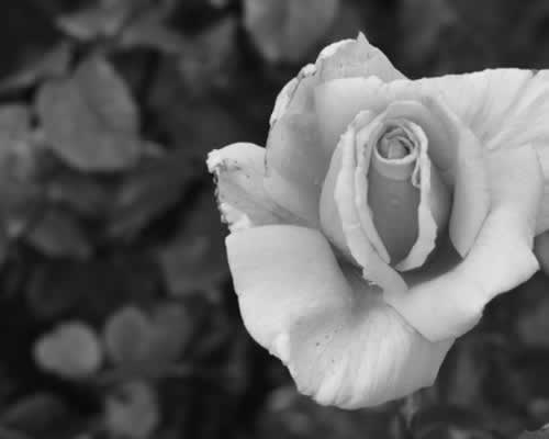 挽回过程中，这样做，会消除对方对你的戒备心 - 顾觅佳偶婚恋网