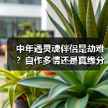 中年遇灵魂伴侣是劫难?自作多情还是真缘分?(图4) 中年遇灵魂伴侣是劫难?自作多情还是真缘分?(图4)